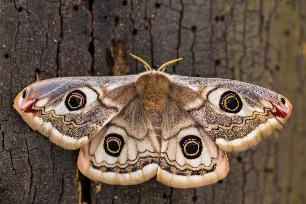 Small Emperor Moth on tree bark.