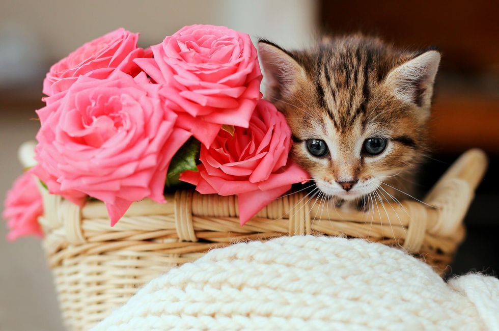 Small  kitten in the basket with pink roses