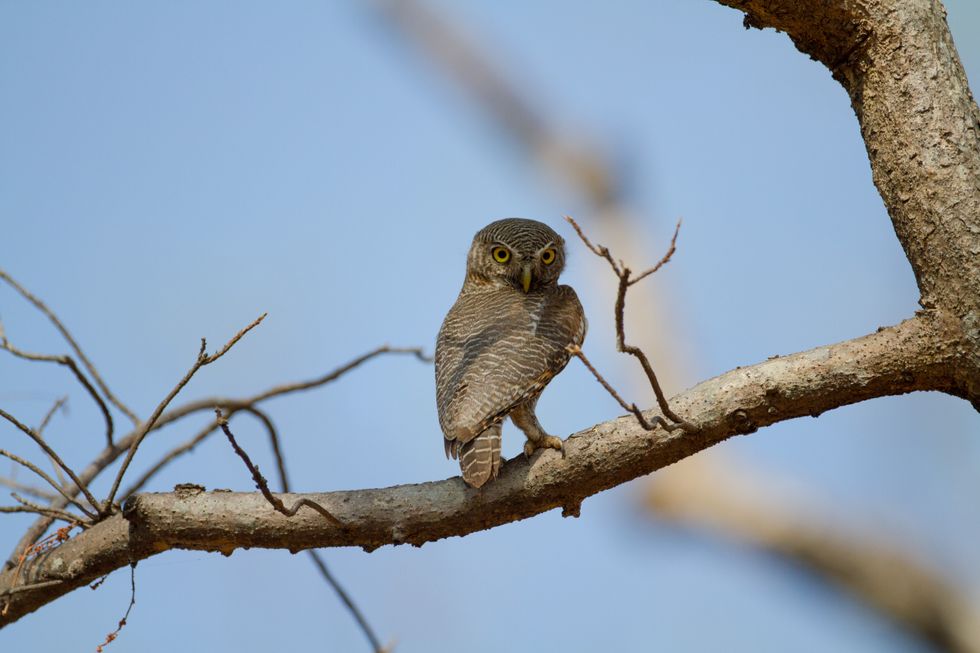 Small owl perched on a tree branch against a clear blue sky.