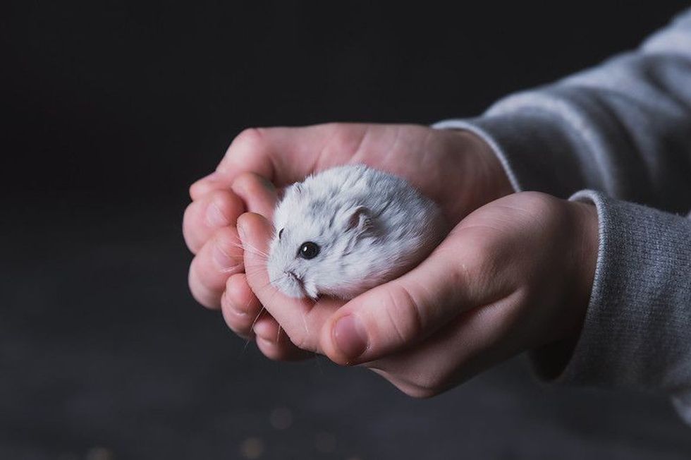 Small white hamster in hands and on a dark background.