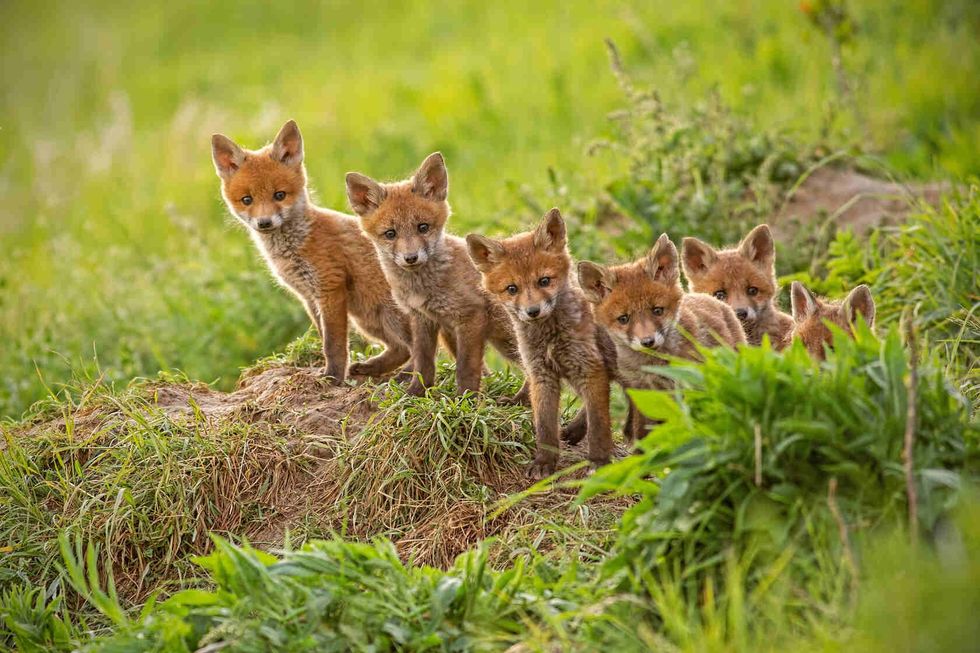 Small young red fox cubs near the den.