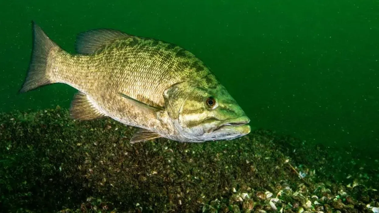 Smallmouth Bass facts that'll surprise you