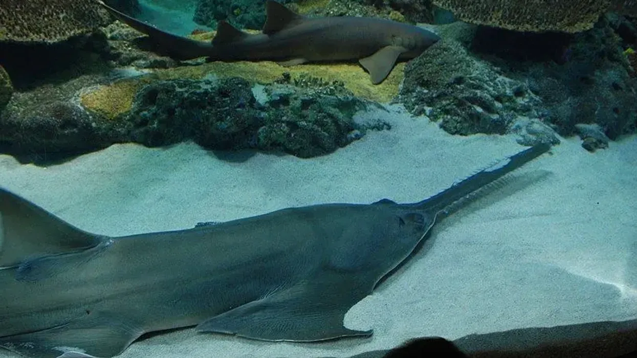 Smalltooth sawfish facts about one of the largest species of sawfish.