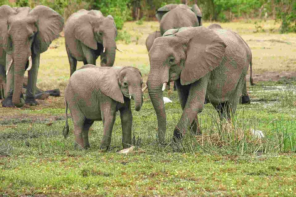 Smell is an essential sense for many species