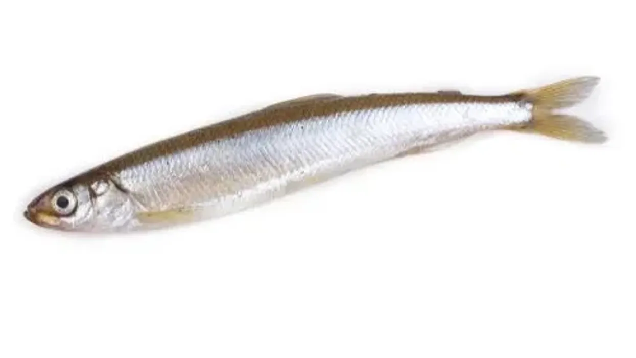 Smelt Facts are interesting.