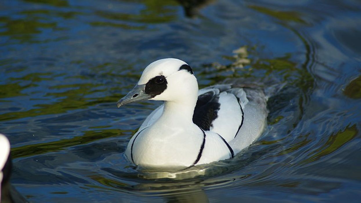 Smew facts are amazing