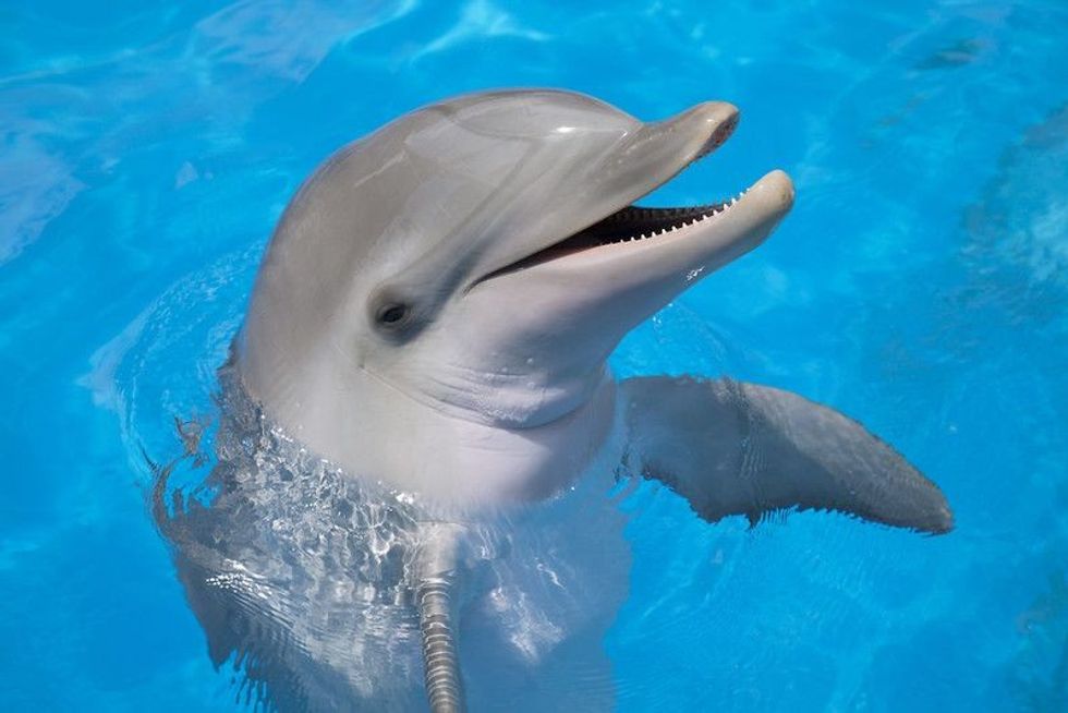 Smiling dolphin in a sea.
