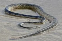 Smithsonian Libraries and Archives celebrated the National Sea Serpent Day by exhibiting a plate from Konrad Gesner’s Historia Animalium