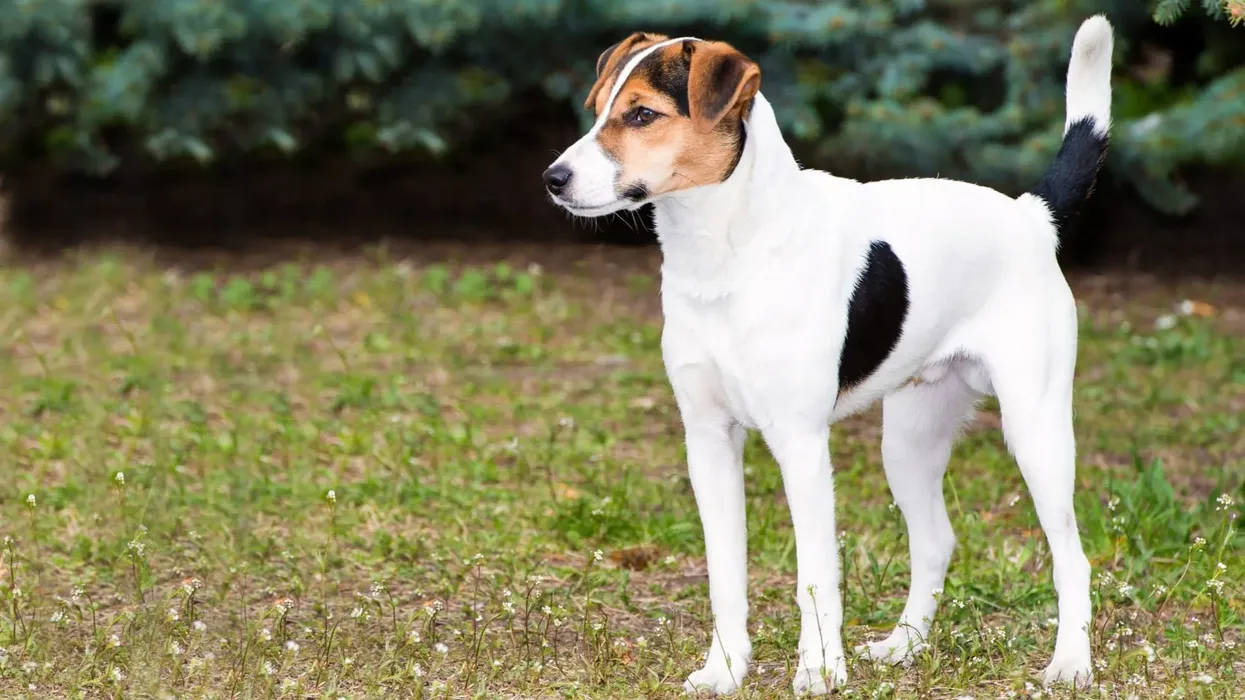 Smooth Fox Terrier facts about the smooth-coated dog breed