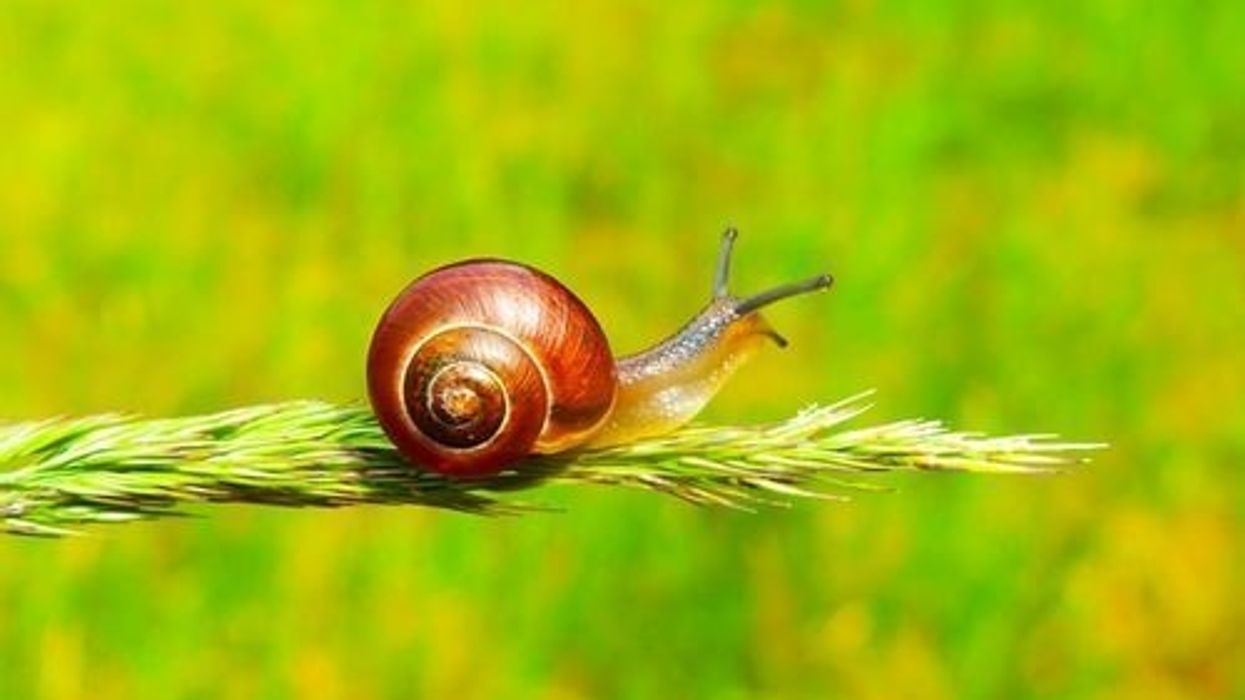Snail facts and information are educational!