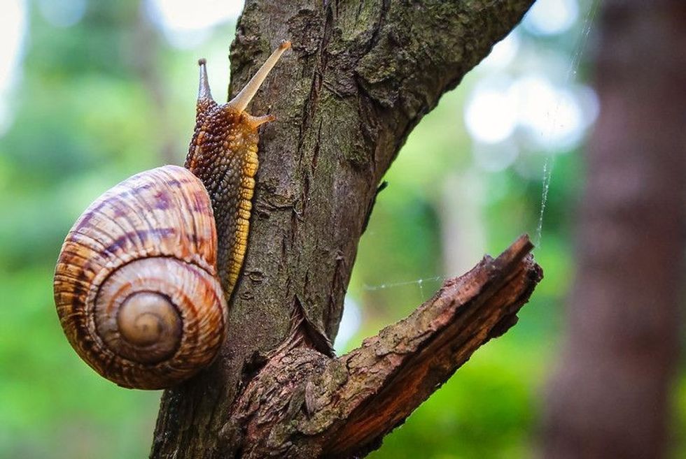 Snail on the tree in the garden.