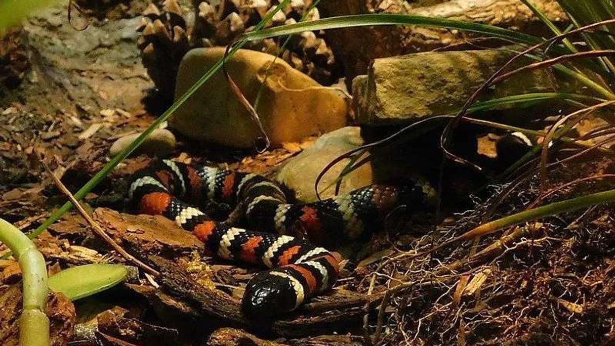 Snake enthusiasts would enjoy California mountain kingsnake facts.