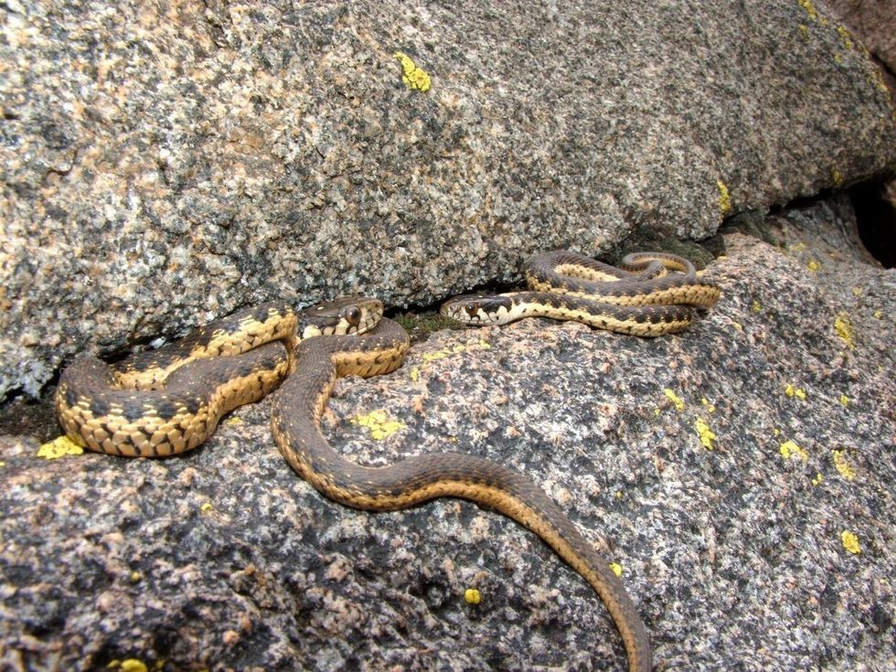 Snakes at hibernaculum  emerging from hibernation