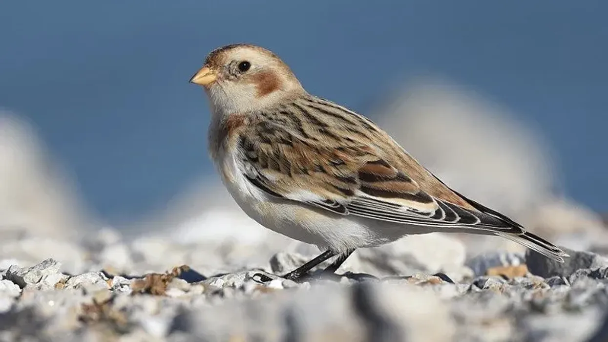 Snow Bunting facts about a fascinating passerine bird.