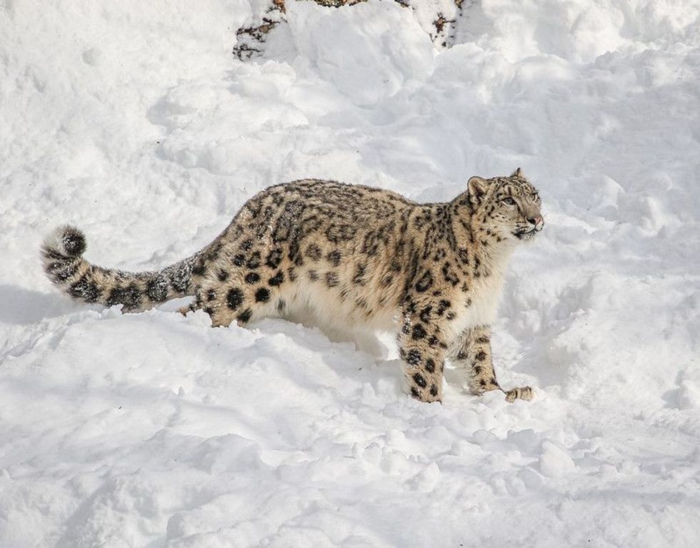 265 Best Leopard Names | Kidadl