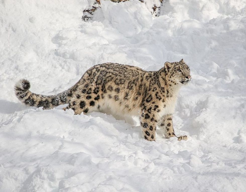 Snow leopard in winter snow