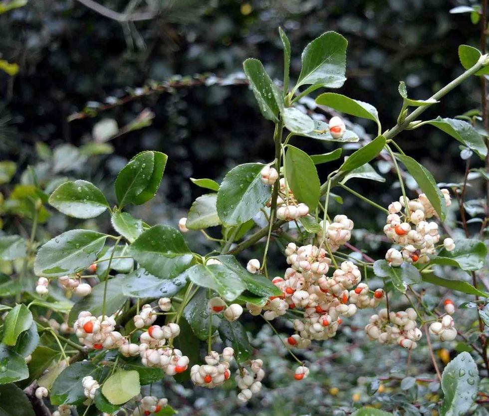 snowberry bush is a deciduous shrub