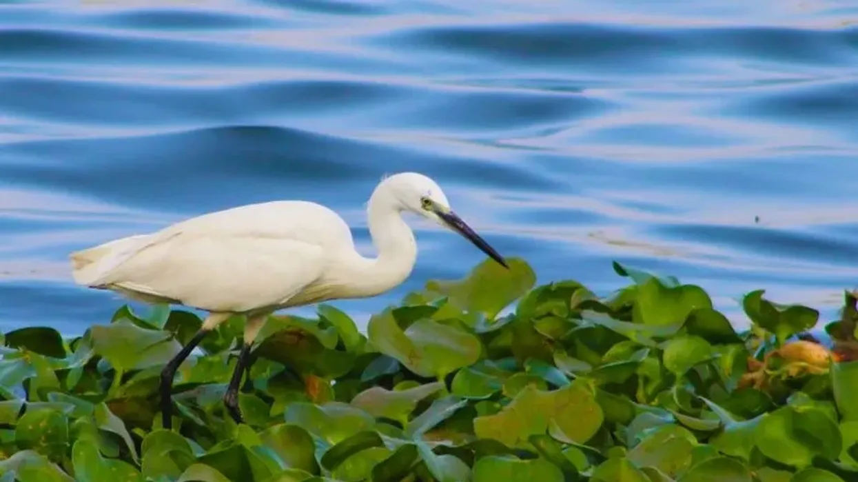 Snowy Egret facts are educational!