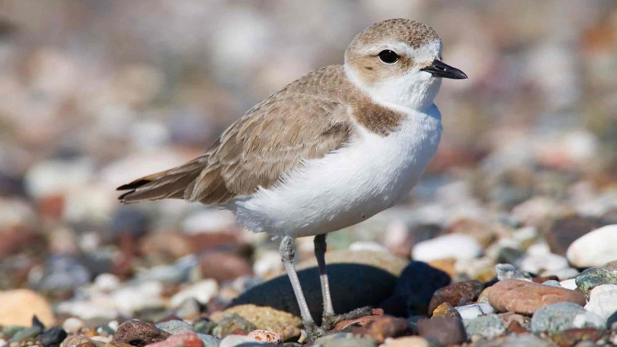 Snowy Plover facts are interesting to read.