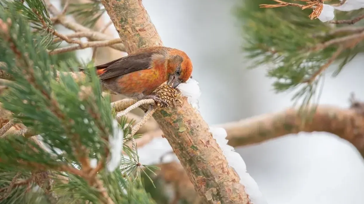 So little time, and so many Scottish Crossbill facts to read! How fast can you read them all?