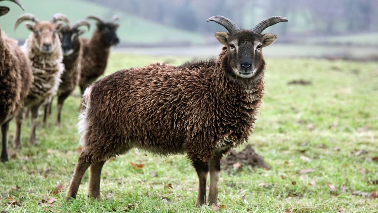 Soay sheep facts are interesting to learn about.