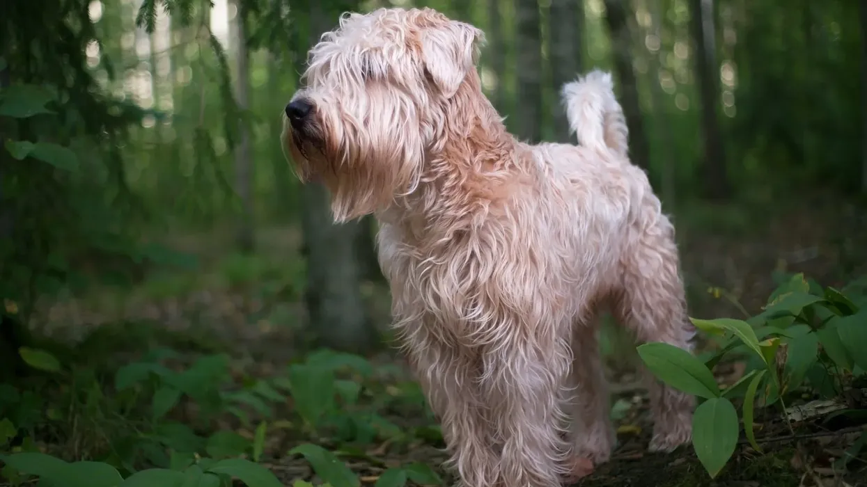 Soft-coated wheaten terrier facts, such as they are very active, are interesting.