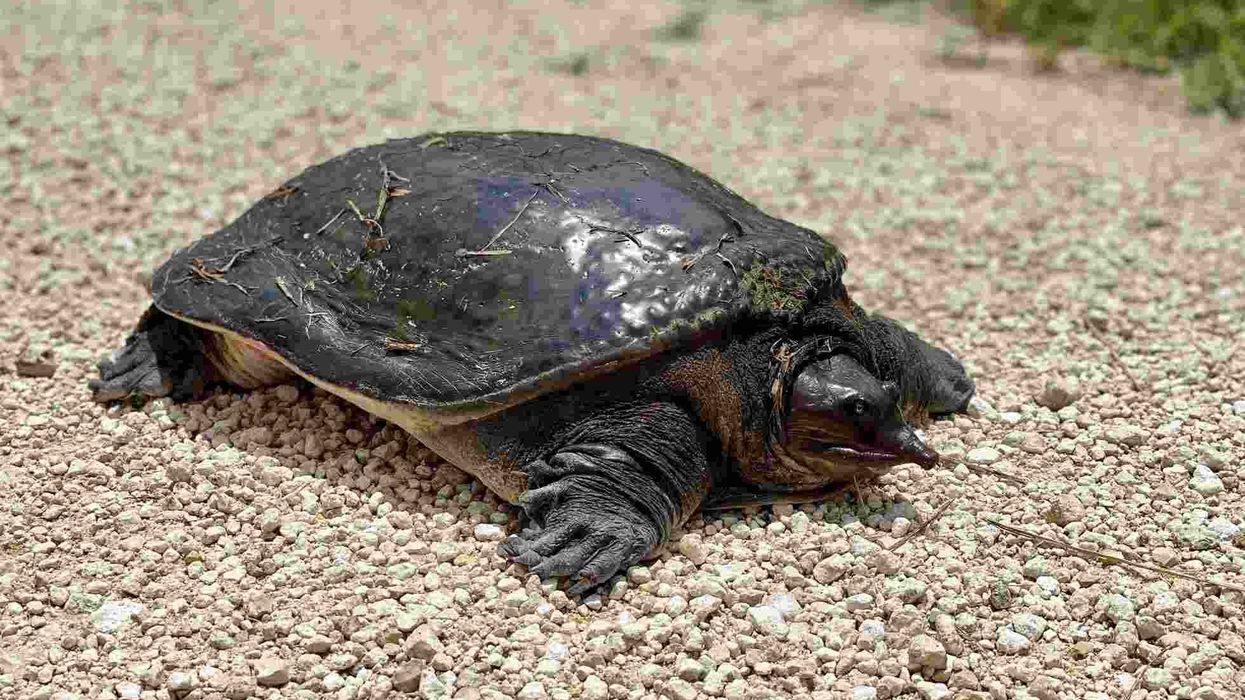 Softshell Turtle Facts