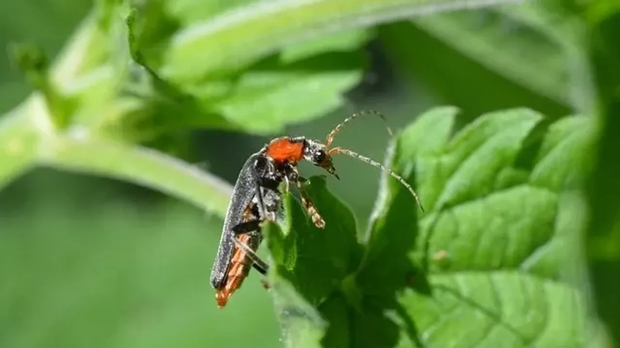 Soldier beetle facts to give you more information on soldier beetle identification.