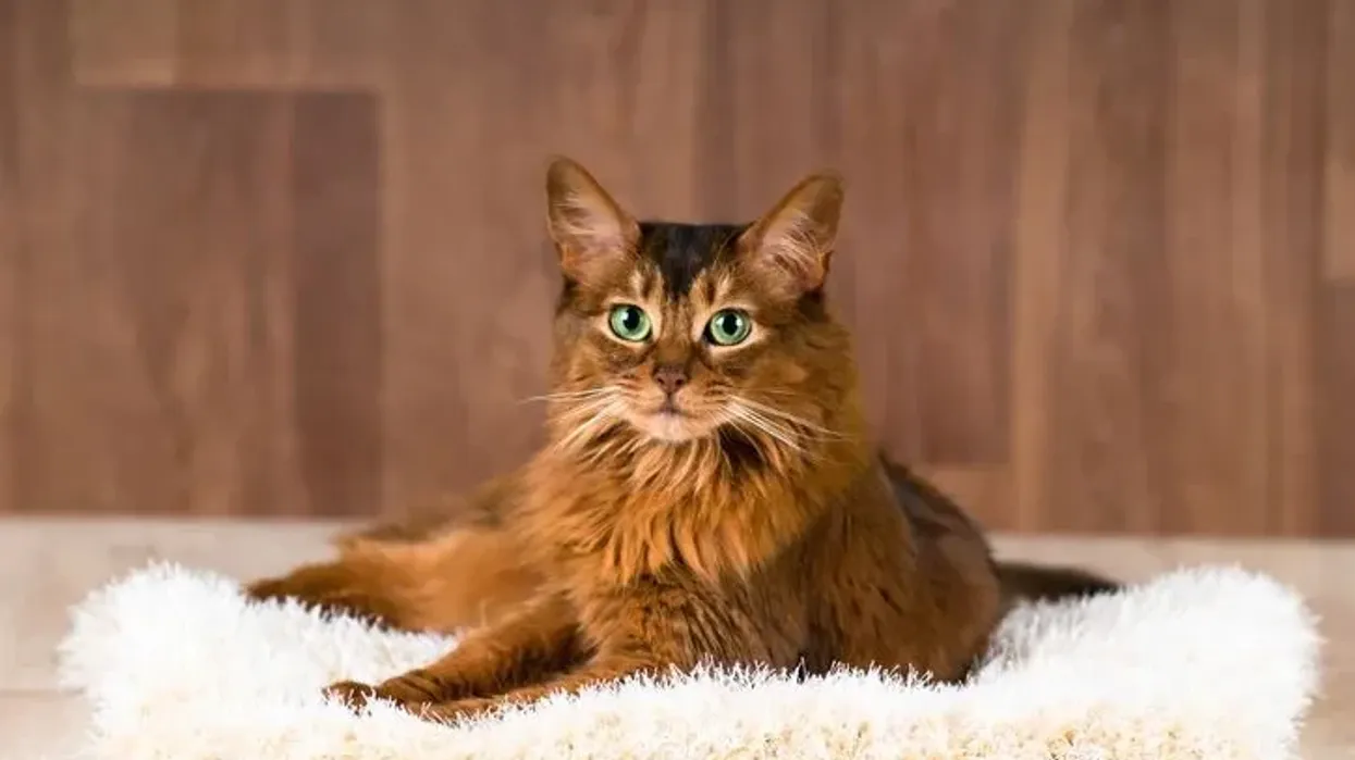 Somali cat facts are about a beautiful cat breed.