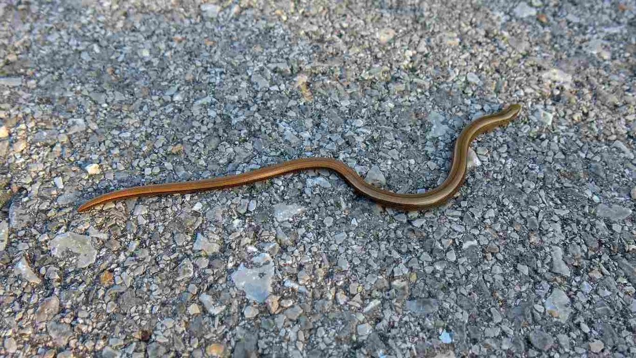 Some blind snake facts about the smallest, most unique known species of snakes discovered.