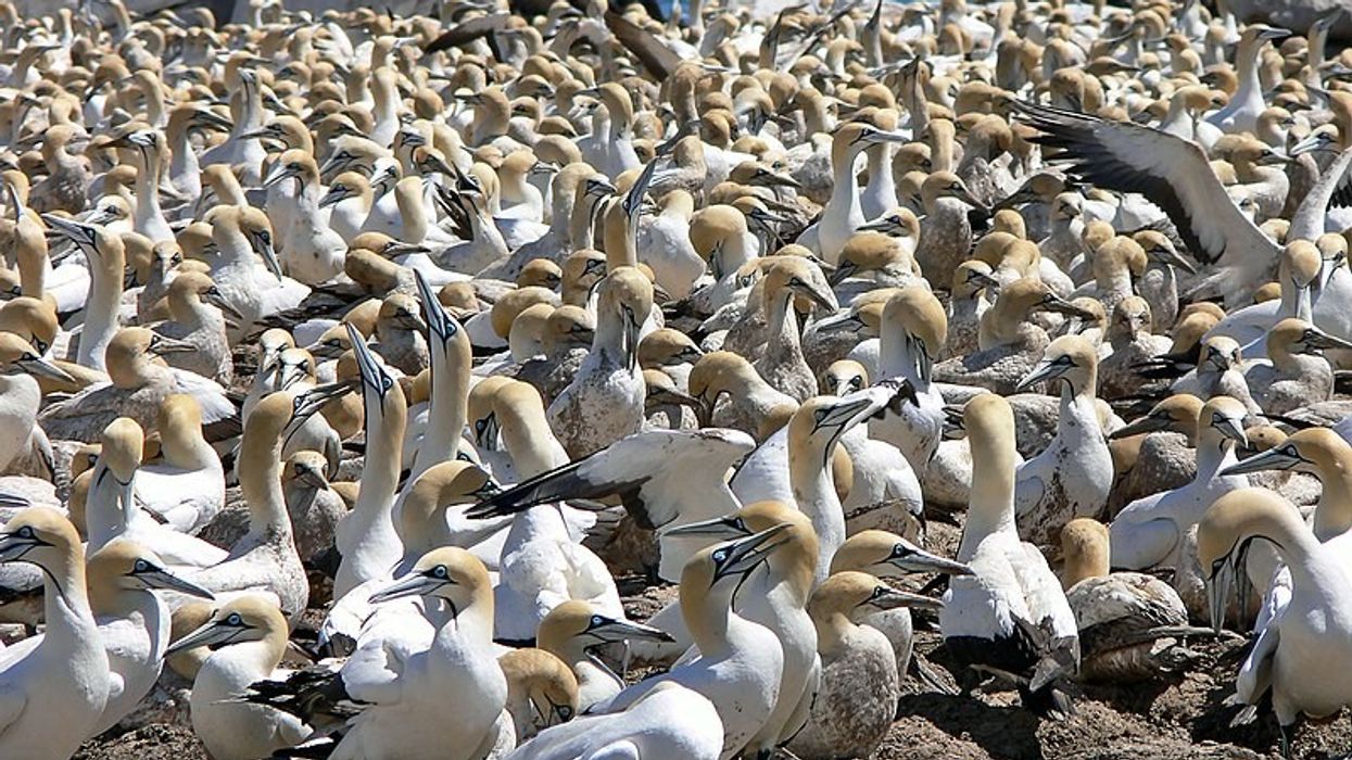 Some Cape gannet facts to unveil the marvelous sides of nature.