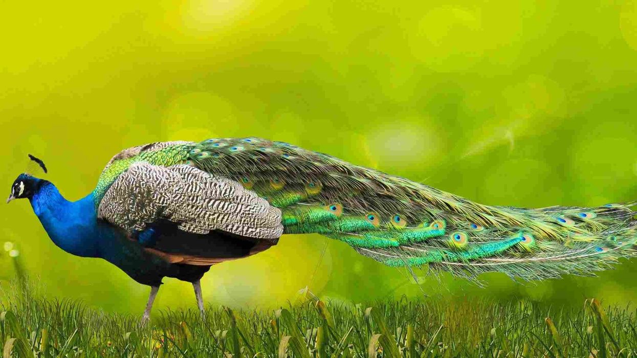 Some Congo peafowl facts about the Vulnerable African species