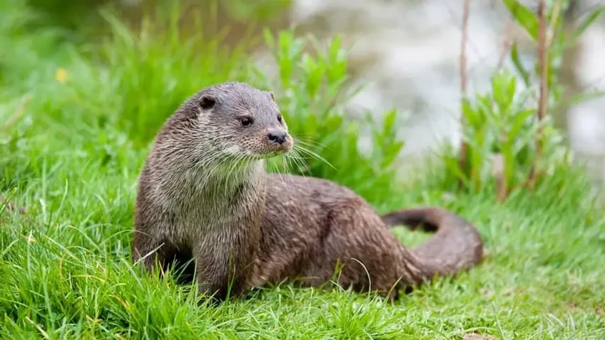Some fun European otter facts are that they belong to the class of mammals and their food comprises of fish, eels, salmonids, water birds, amphibians, and crustaceans
