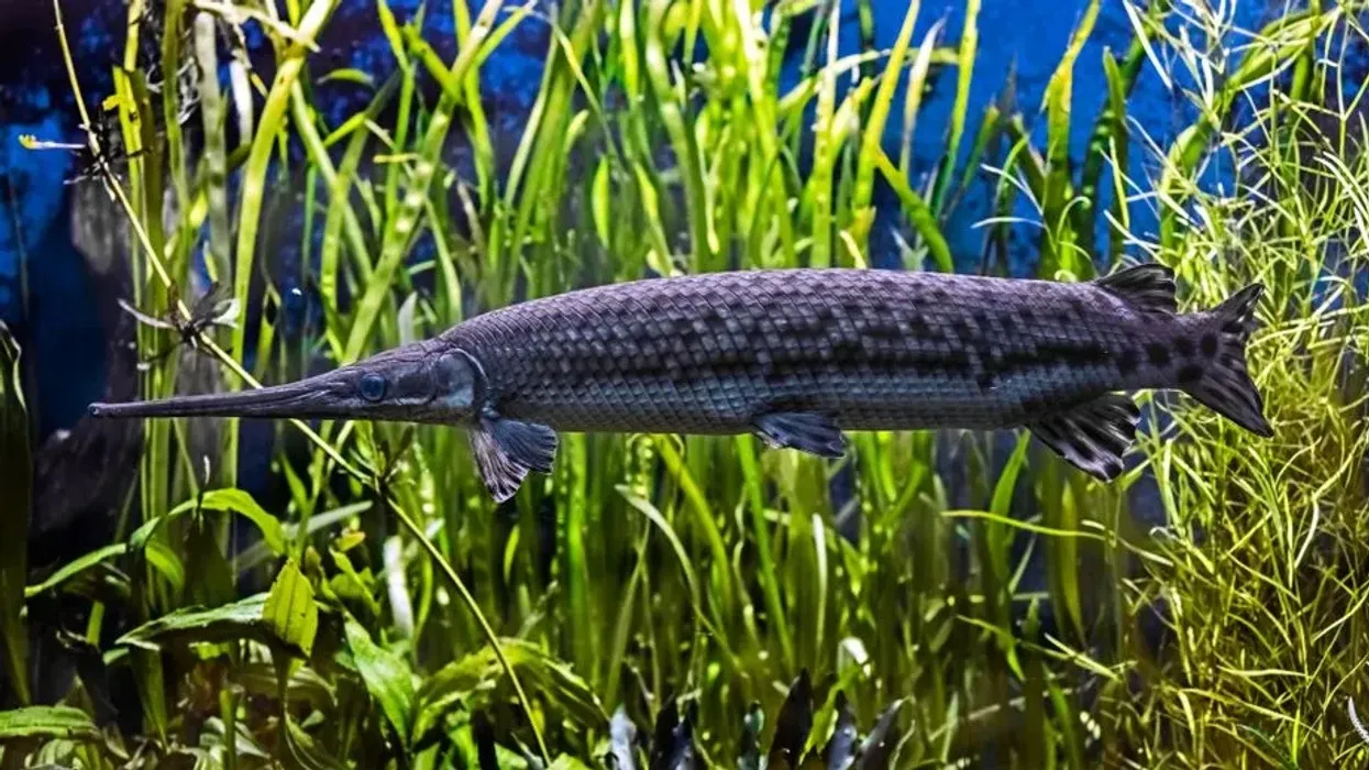 Some great Longnose Gar facts about these abundant shallow-water fishes.