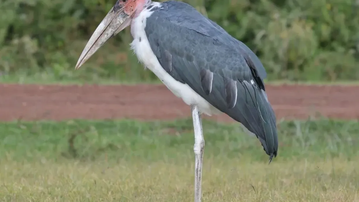 Some great Marabou Stork Facts about the largest and most intimidating stork birds from Africa.