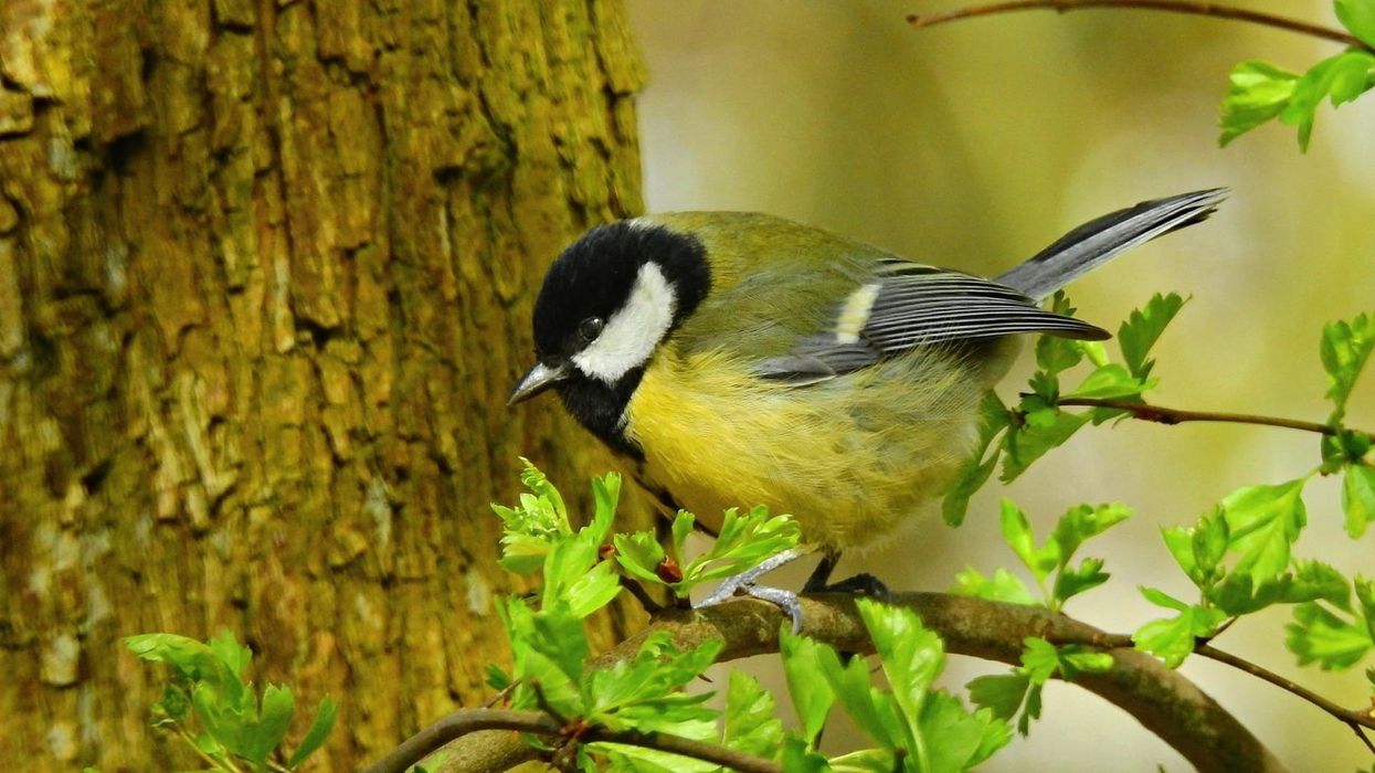 Some great tit facts about these beautiful and abundant passerine birds of the wild.