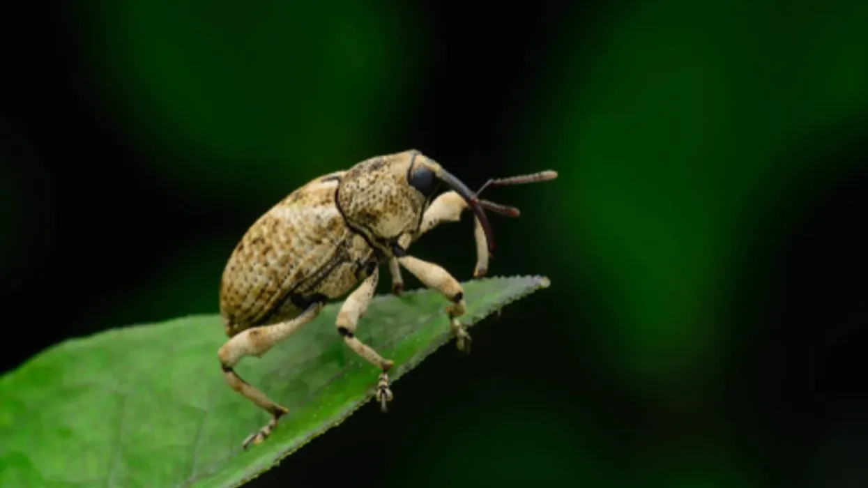 Some interesting facts about boll weevil