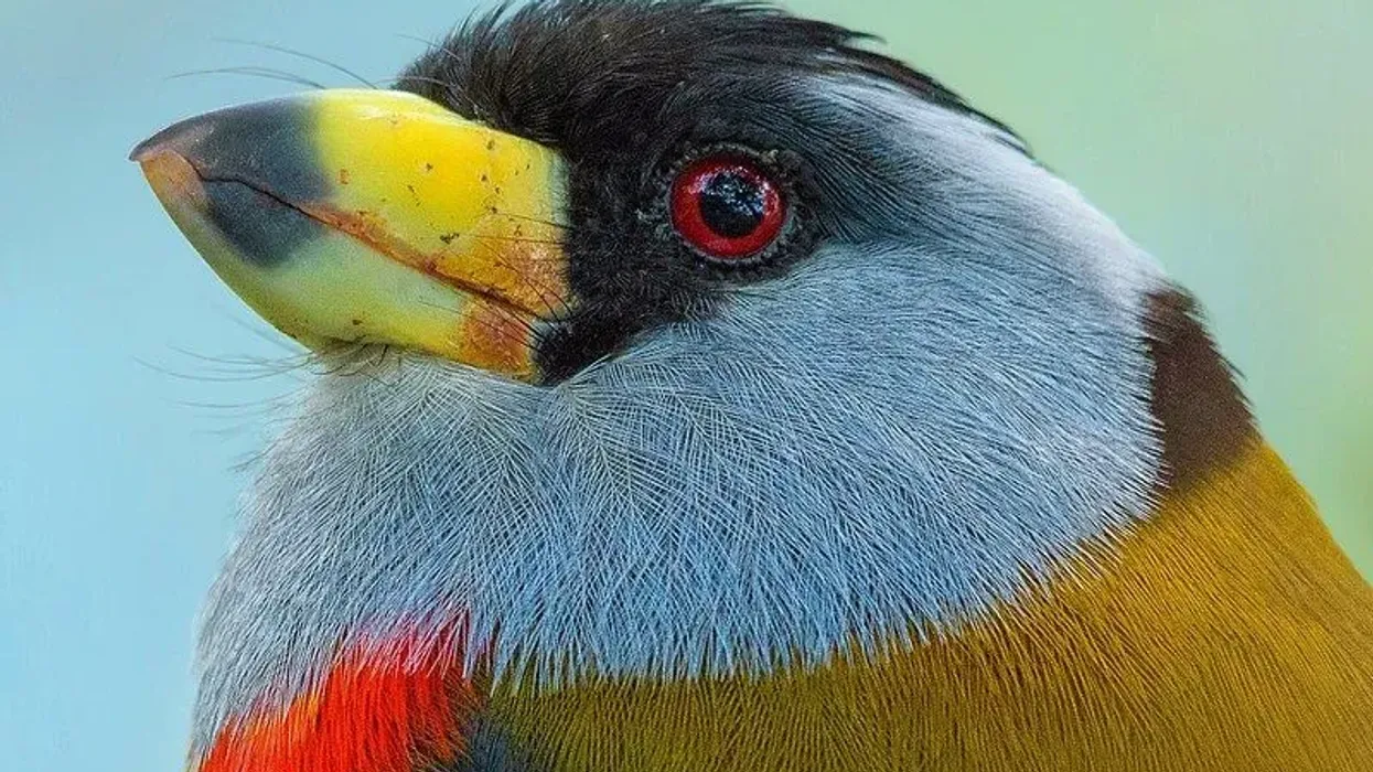 Some interesting toucan barbet facts.