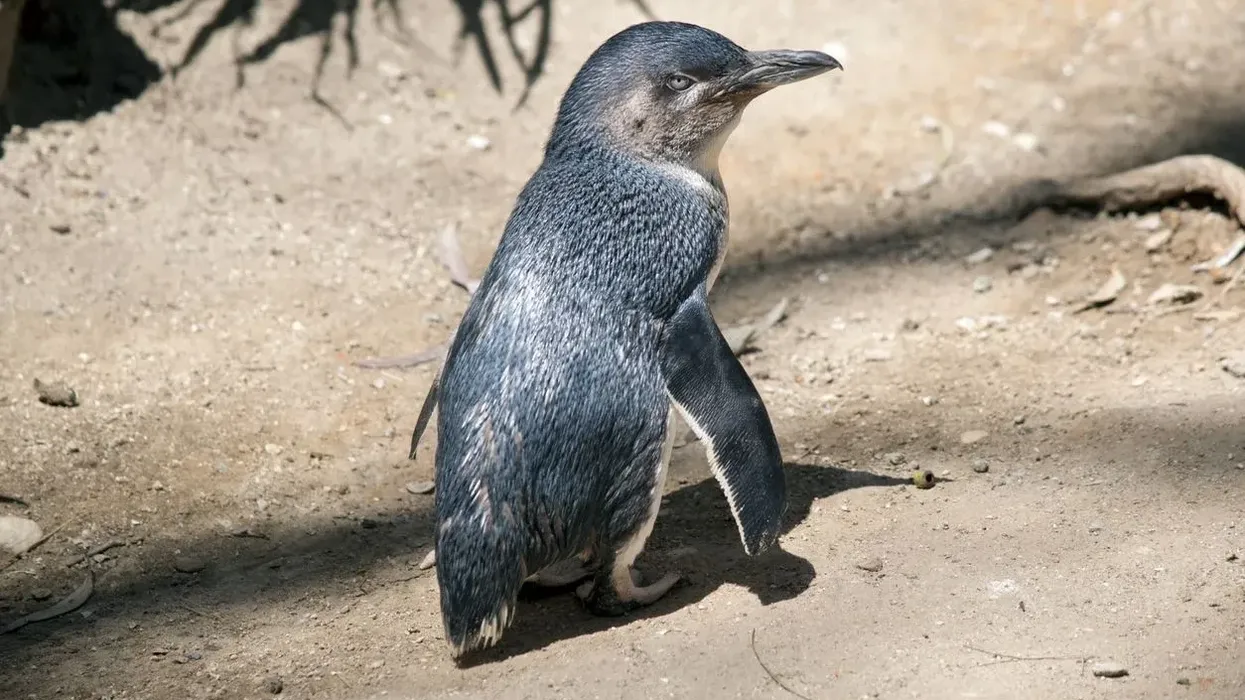 Some little penguin facts is that they can be found in New Zealand and on average, spend 80% of their time in the water; they travel a lesser distance in the breeding season.
