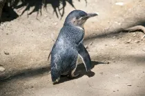 Some little penguin facts is that they can be found in New Zealand and on average, spend 80% of their time in the water; they travel a lesser distance in the breeding season.