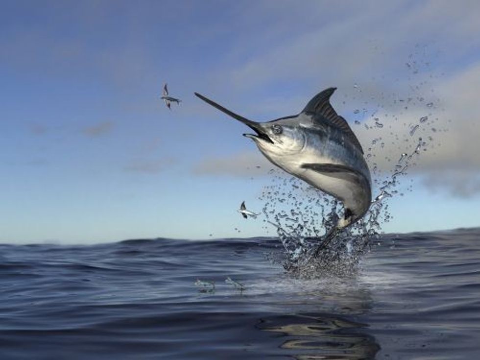 Some marlin vs. swordfish facts you need to distinguish between them!