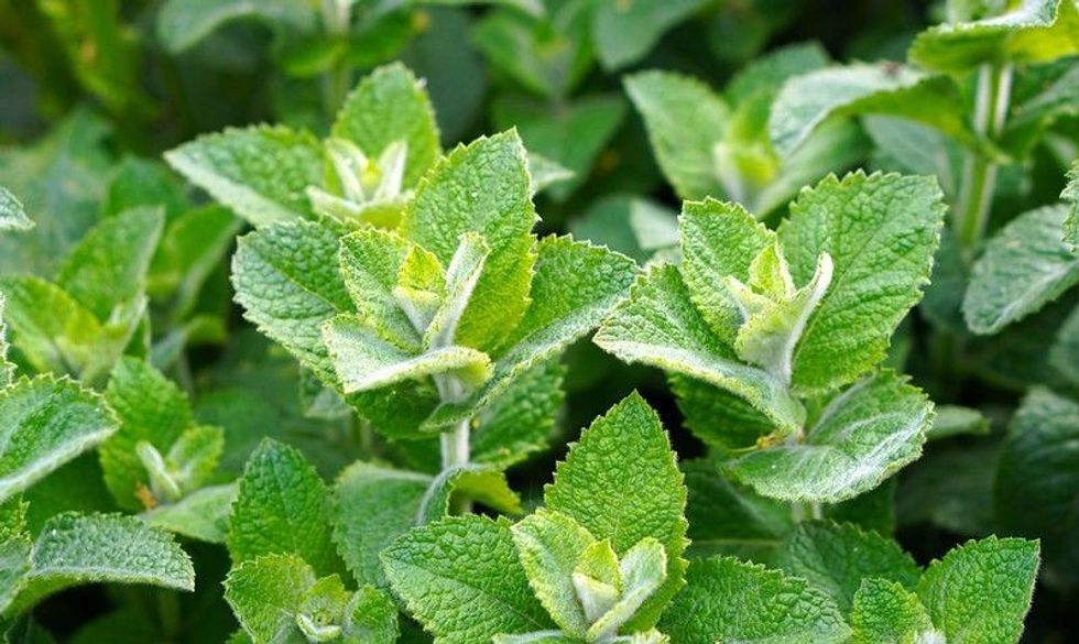 Some mint quotes you will enjoy reading.