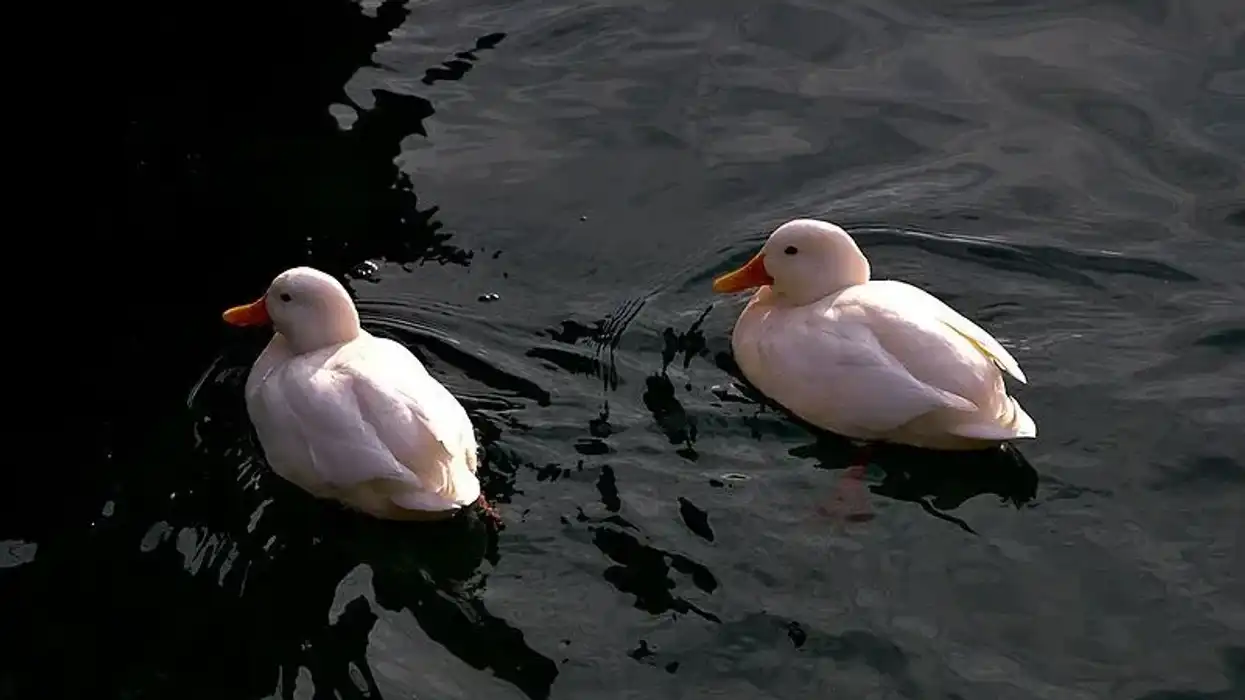 Sometimes they dive in search of food to a depth of 16-20ft (5-6 m).