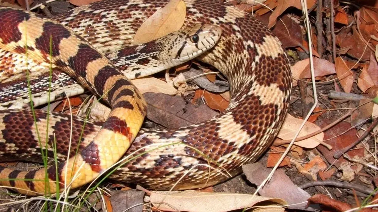 Sonoran gopher snake facts are very interesting, from how they reproduce, to their colors and markings.