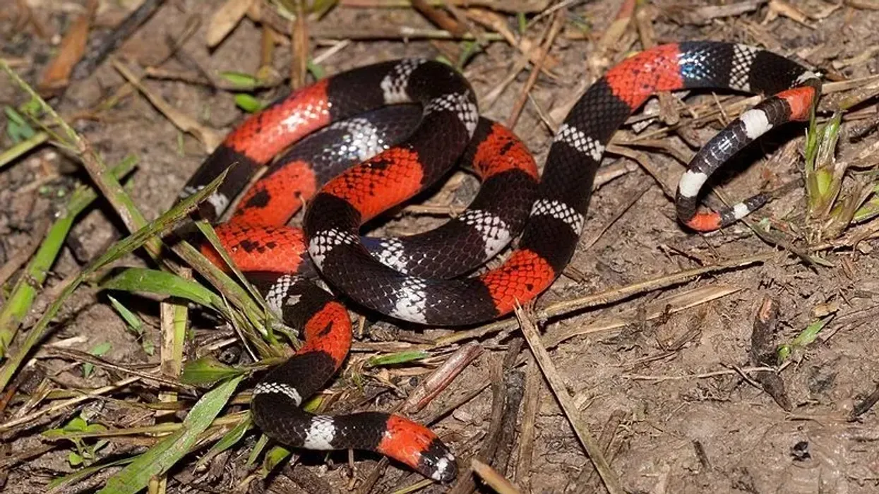 South American coral snake facts about the snake with a patterned body and fixed fangs.