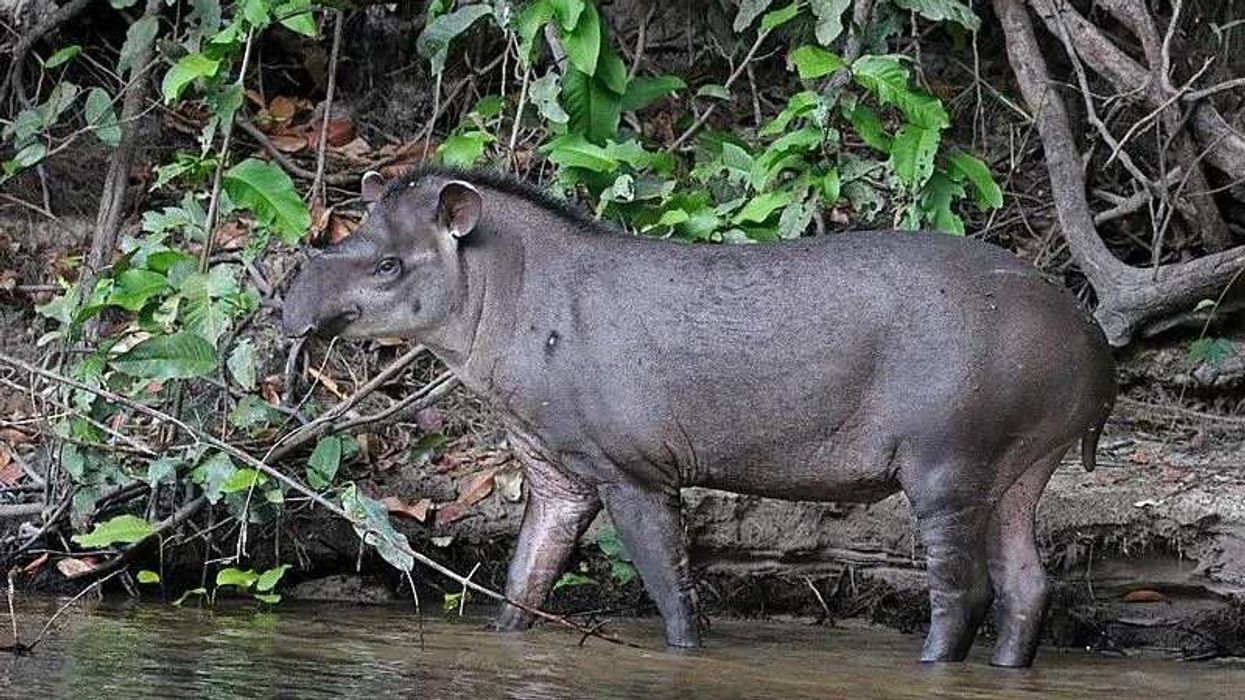Fun South American Tapir Facts For Kids Biology Diagrams
