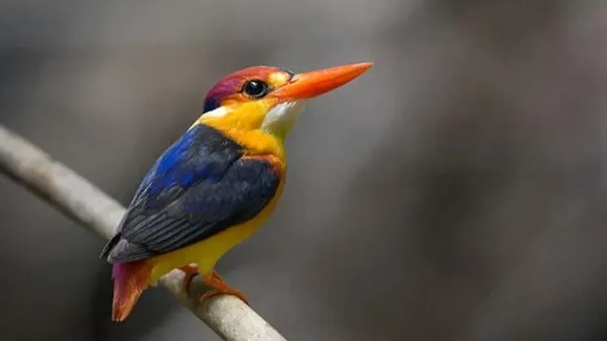 South Philippine dwarf kingfisher facts are interesting to read.