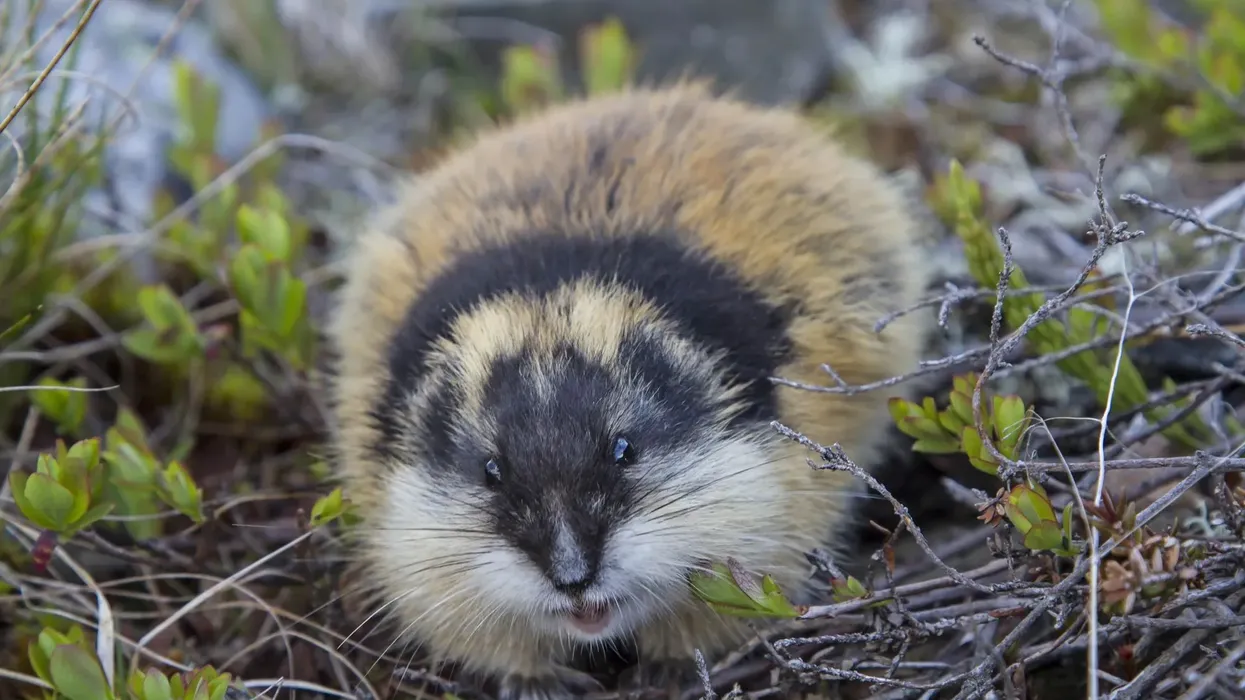 Southern bog lemming facts give insight into the lives of small rodents.