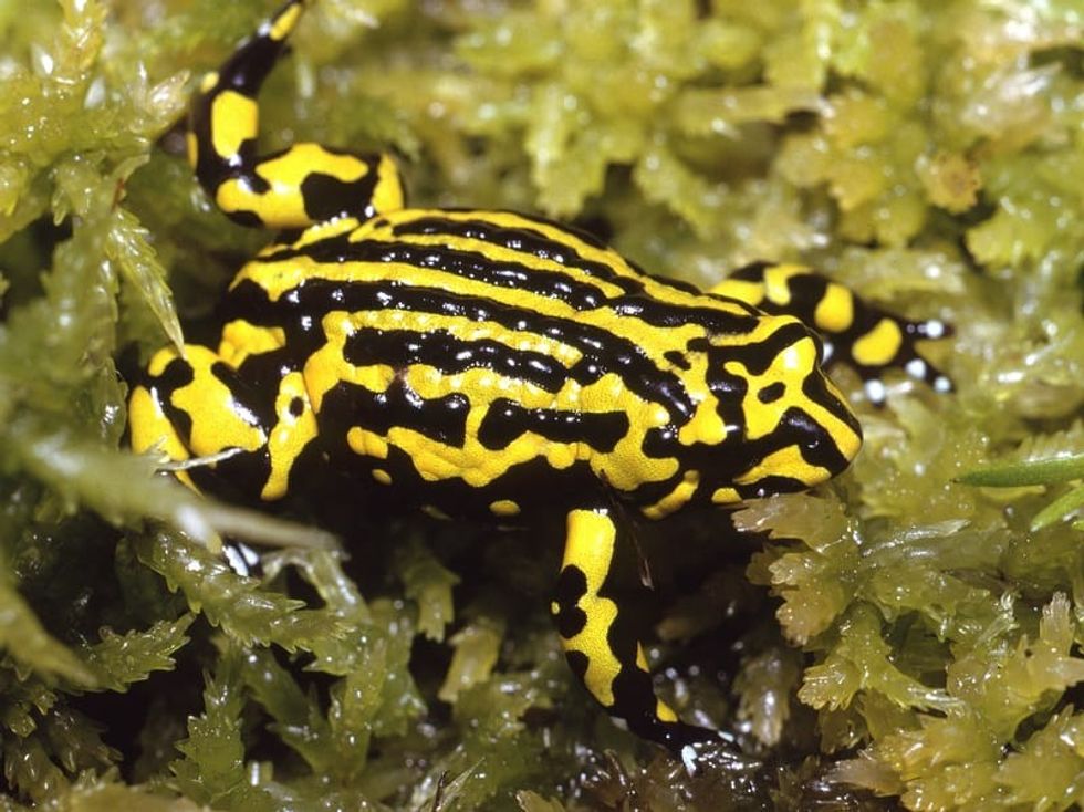 Fun Southern Corroboree Frog Facts For Kids Kidadl