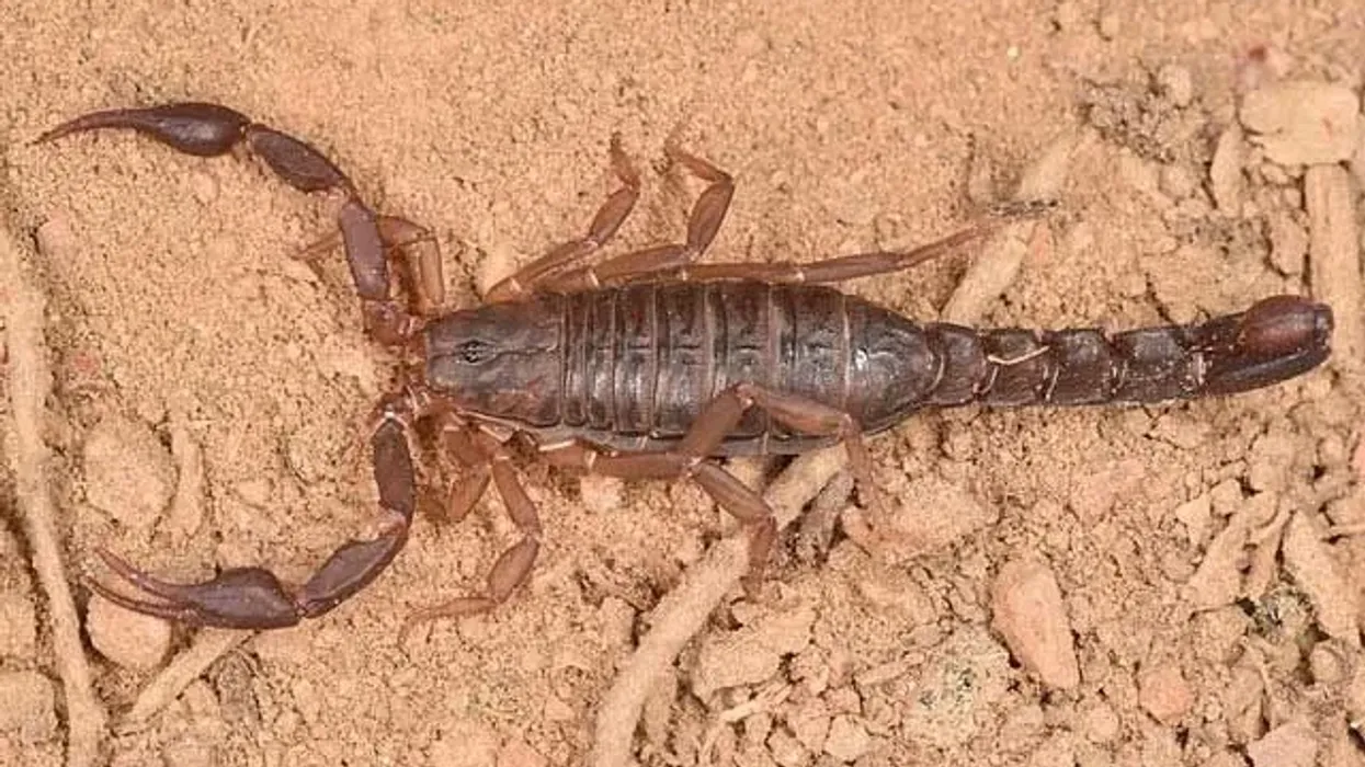 Southern devil scorpion facts about the native scorpion species of the Southeastern US.
